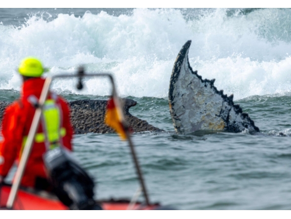 Members of the Institute of Terrestrial and Aquatic Wildlife Research (ITAW), monitor a stranded whale at the Timmendorfer Beach, northern Germany on March 23, 2026. (Photo by Jens Büttner / dpa / AFP) 