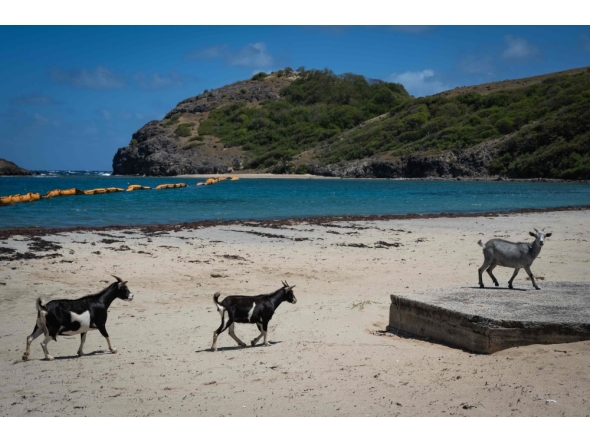 Goats walk on Pompierre Beach in Terre-de-Haut, Les Saintes, on the French Caribbean island of Guadeloupe, on March 18, 2026. (Photo by Carla Bernhardt / AFP)