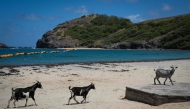 Goats walk on Pompierre Beach in Terre-de-Haut, Les Saintes, on the French Caribbean island of Guadeloupe, on March 18, 2026. (Photo by Carla Bernhardt / AFP)