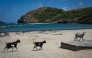 Goats walk on Pompierre Beach in Terre-de-Haut, Les Saintes, on the French Caribbean island of Guadeloupe, on March 18, 2026. (Photo by Carla Bernhardt / AFP)