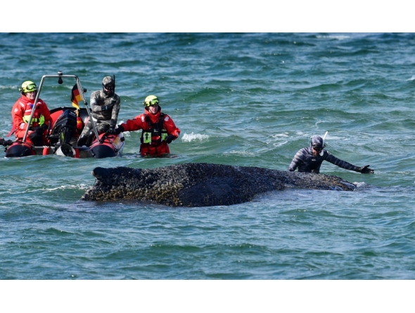 Divers and helpers try to rescue a stranded humpback whale off the Baltic Sea coast of Timmendorfer Strand near Luebeck, northern Germany, on March 26, 2026. Photo by Daniel Bockwoldt / dpa / AFP