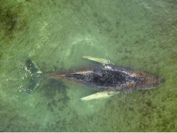 This aerial handout photo taken and released on March 28, 2026 by non-governmental environmental organisation Greenpeace Germany shows a humpback whale stranded off the coast of Wismar, northern Germany. (Photo by Florian Manz / Greenpeace / AFP) 