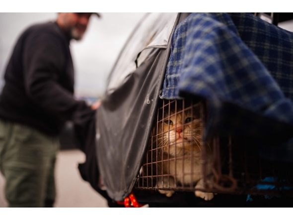 A member of a rescue team from Lebanese NGO Animals Lebanon checks a cat that was just rescued from Beirut's southern suburbs on March 26, 2026. (Photo by Dimitar Dilkoff / AFP)
