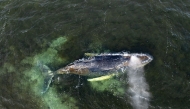This aerial handout photo taken on March 30, 2026 and released by non-governmental environmental organisation Greenpeace Germany shows a humpback whale in shallow coastal waters in Wismar Bay in the Baltic Sea, off Wismar, northern Germany. (Photo by Daniel Müller / Greenpeace Germany / AFP) 