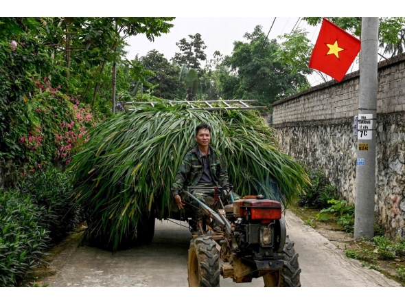 A man drives his farm vehicle loaded with grass in Hanoi on April 3, 2026. (Photo by Nhac NGUYEN / AFP)