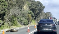 This frame grab from handout video footage by Laura Ellen taken on April 10, 2026 shows traffic along a road in the seaside Australian town of Dromana, located south of Melbourne in the southern state of Victoria, that was briefly diverted after a local seal decided to take a nap. (Photo by Handout / Laura Ellen / AFP