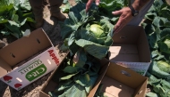 Whether green, red or purple, Napa, Savoy or bok choy, nutrition experts say you can’t really go wrong with any type of cabbage. (Jabin Botsford/The Washington Post)
 