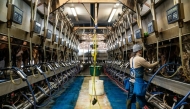 A worker prepares cows to be milked at a dairy farm in Mount Vernon, Washington. Photo credit: David Ryder/Bloomberg
