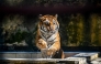 
TOPSHOT-BANGLADESH-ENVIRONMENT-SUNDARBANS
This photograph taken on April 7, 2026 shows a Royal Bengal tiger cooling off from the heat inside the Bangladesh National Zoo in Dhaka.
(Photo by Munir UZ ZAMAN / AFP) 
