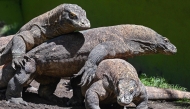 Komodo dragons are seen in an enclosure at Surabaya Zoo in Surabaya on April 29, 2026. (Photo by JUNI KRISWANTO / AFP)
