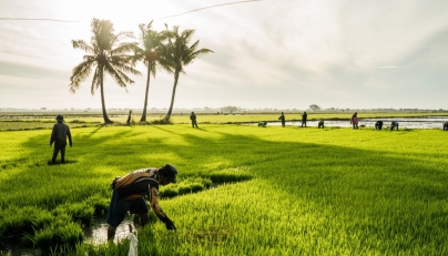 Farmers in a rice field in Nueva Ecija, Philippines. (Martin San Diego/For The Washington Post)
