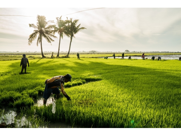Farmers in a rice field in Nueva Ecija, Philippines. (Martin San Diego/For The Washington Post)
