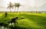 Farmers in a rice field in Nueva Ecija, Philippines. (Martin San Diego/For The Washington Post)
