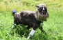 A wolf-like robot 