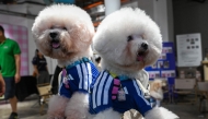 Pet dogs wearing matching football shirts are pictured during a media preview of FurKids Fiesta, showcasing Adidas' first pet collection, in Singapore. (Photo by Roslan Rahman / AFP)