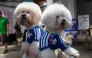 Pet dogs wearing matching football shirts are pictured during a media preview of FurKids Fiesta, showcasing Adidas' first pet collection, in Singapore. (Photo by Roslan Rahman / AFP)