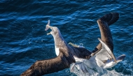 Two albatrosses fighting for food in the ocean