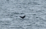 A whale dives at the Beagle channel near Ushuaia, Tierra del Fuego, Argentina at dawn on May 19, 2026. (Photo by Juan Mabromata / AFP)
 
