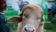 This photograph taken on May 17, 2026 shows a caretaker attending an albino buffalo nicknamed 