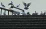 A flock of pigeons sits on cooling water pipes of the air-conditioning unit at an industrial site in Navi Mumbai on May 26, 2026. (Photo by Indranil Mukherjee / AFP)