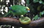 A handout photo taken in Christchurch on May 20, 2026, from The Isaac Conservation and Wildlife Trust shows Nacho. (Photo by Leigh Percasky / The Isaac Conservation and Wildlife Trust / AFP) 