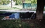 A person lies on a mattress under a tree in a park, in Paris on May 29, 2026 as a heatwave hits France.  (Photo by Simon Wohlfahrt / AFP)
