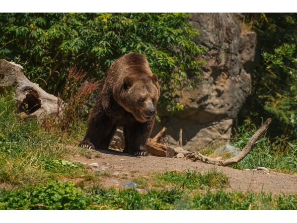 Representational image