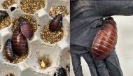 Some of the 100,000 contraband cockroaches. (Photo by Handout / Australian Department of Climate Change, Energy, Environment and Water / AFP)