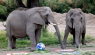 African elephants predicting the outcome of the Mexico vs. South Africa FIFA World Cup football match, with Mexico winning, at the Guadalajara Zoo in Guadalajara, Jalisco, Mexico, on June 5, 2026. (Photo by Ulises Ruiz / AFP)
