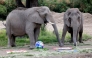 African elephants predicting the outcome of the Mexico vs. South Africa FIFA World Cup football match, with Mexico winning, at the Guadalajara Zoo in Guadalajara, Jalisco, Mexico, on June 5, 2026. (Photo by Ulises Ruiz / AFP)
