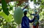 This photograph taken on June 4, 2026, shows workers harvesting mangoes from a tree at an orchard in Hyderabad City, in Pakistan's Sindh province. (Photo by Rizwan Tabassum / AFP)