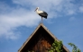 A stork stands on top of the roof of an old wooden house in Cigoc on June 11, 2026. (Photo by Marko Perkov / AFP)