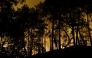 Flames rise in the Fontainebleau Forest after a forestfire broke out late afternoon on July 12, 2026. (Photo by GEOFFROY VAN DER HASSELT / AFP)