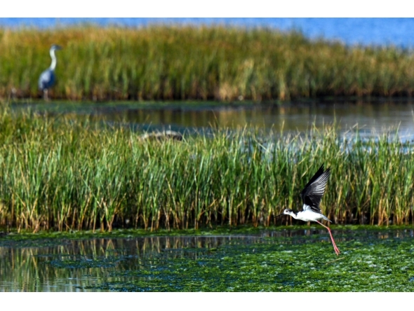 A black-winged stilt egret flies over a wetland in Ulcinj on June 2, 2026. (Photo by Savo Prelevic / AFP)
