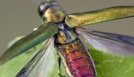 Agrilus planipennis (ash beetle)in the territory of the Slovak Republic. PICS:ÚKSÚP