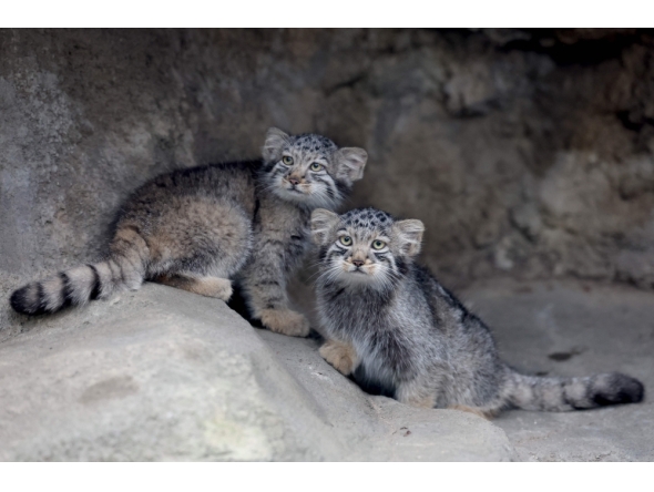Pallas's cat kittens, a species considered to be the world's oldest living feline, are seen in their enclosure at Kobe Animal Kingdom in Kobe on July 27, 2026. (Photo by Paul Miller / AFP)