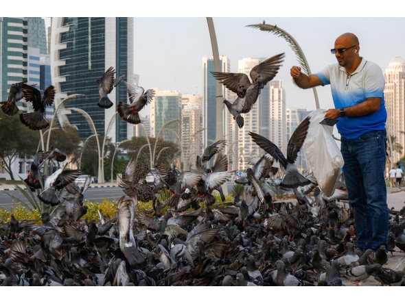 A man feeds pigeons on a lawn near high-rise buildings along the Doha corniche waterfront on August 4, 2026. (Photo by KARIM JAAFAR / AFP)
