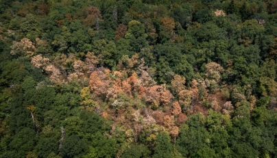 (FILES) This aerial photograph shows water-stressed trees affected by prolonged drought and heatwave above Concise, western Switzerland, on August 4, 2026. 
(Photo by Fabrice COFFRINI / AFP)