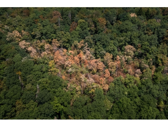 (FILES) This aerial photograph shows water-stressed trees affected by prolonged drought and heatwave above Concise, western Switzerland, on August 4, 2026. 
(Photo by Fabrice COFFRINI / AFP)