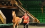 The event will begin on September 4 with the first stages of the World Beauty Championship for Akhal-Teke horses.