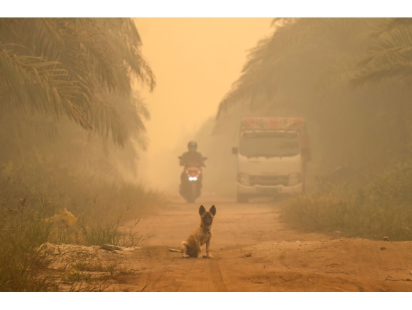 A dog sits in the middle of a haze-shrouded road caused by forest and land fires in Palangkaraya city, Central Kalimantan, on August 28, 2026. (Photo by REINA / AFP)