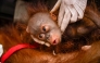 This handout picture taken on September 8, 2026 and released on September 10, 2026 by Indonesia's Ministry of Forestry and Yayasan Inisiasi Alam Rehabilitasi Indonesia (YIARI) shows a young orangutan during a rescue operation in Pemangkat village in West Kalimantan province. (Photo by Muffidz Ma'sum / YIARI / AFP)
