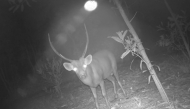 This undated photo shows a Hog Deer in Koh Kong province of Cambodia. (Cambodian Ministry of Environment/Handout via Xinhua)