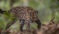Credit: Fernando Faciole/National Geographic