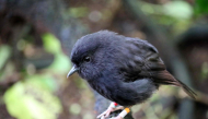This handout photo taken by Calen Teague on October 28, 2024, and released by Royal Forest & Bird Society of New Zealand on September 21, 2026, shows the critically endangered black robin on a branch on Chatham Island. (Photo by Calen Teague / Royal Forest & Bird Society of New Zealand / AFP)