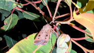 This picture taken on October 1, 2026 shows a Bogong moth among the leaves of a tree in Sydney. (Photo by David WILLIAMS / AFP)