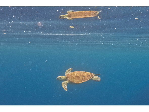 This underwater photo taken on September 25, 2026, shows an endangered adult green sea turtle gliding through the deep blue waters off the coast of Mataking Island in Semporna. Photo by Sai Aung Main / AFP