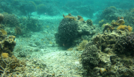 This picture taken on October 5, 2026, shows coral in the waters of the Naidiri Marine Biodiversity Park. (Photo by Saeed Khan / AFP)