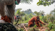 A 20-year-old orangutan tries to escape as members of the BKSDA (Natural Resources Conservation Agency), the Borneo Orangutan Survival Foundation (BOSF) and the World Wide Fund for Nature (WWF) Indonesia evacuate it on October 17, 2026. (Photo by REINA / AFP)