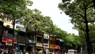 Motorists drive along a street lined with milkwood trees in Hanoi on October 15, 2026. Photo by NHAC NGUYEN / AFP